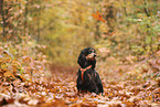 English Cocker Spaniel