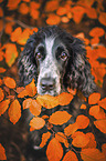 male English Cocker Spaniel