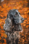 male English Cocker Spaniel