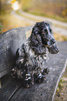 male English Cocker Spaniel
