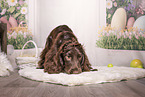 English Cocker Spaniel