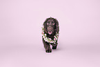 English Cocker Spaniel