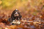 English Cocker Spaniel Puppy