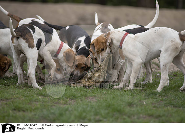 English Foxhounds / JM-04047