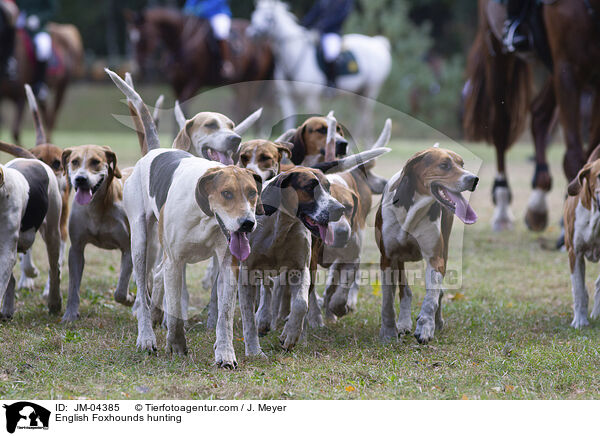 English Foxhounds bei der Jagd / English Foxhounds hunting / JM-04385