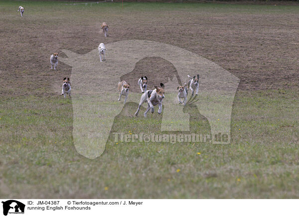 rennender English Foxhounds / running English Foxhounds / JM-04387
