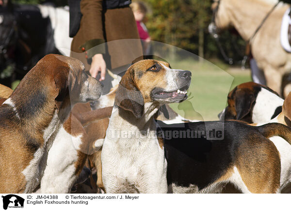 English Foxhounds hunting / JM-04388