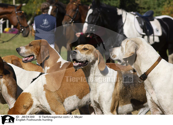 English Foxhounds bei der Jagd / English Foxhounds hunting / JM-04389