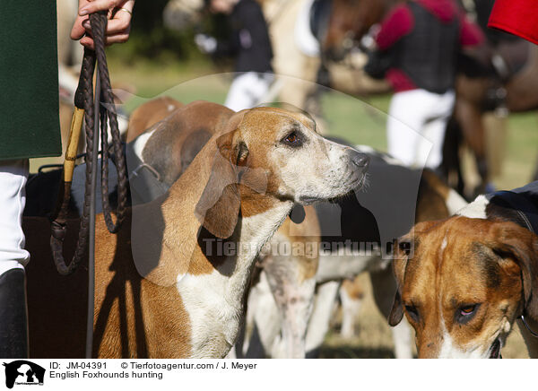 English Foxhounds bei der Jagd / English Foxhounds hunting / JM-04391