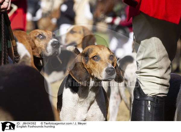 English Foxhounds bei der Jagd / English Foxhounds hunting / JM-04392