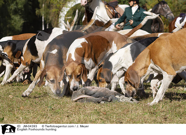 English Foxhounds bei der Jagd / English Foxhounds hunting / JM-04393