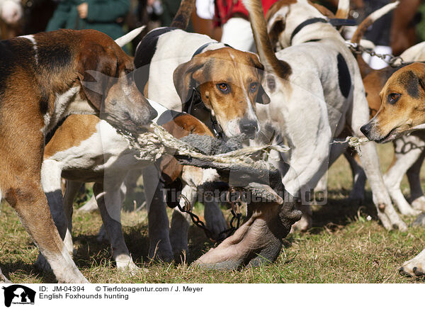 English Foxhounds bei der Jagd / English Foxhounds hunting / JM-04394