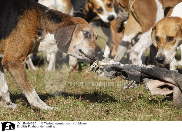 English Foxhounds bei der Jagd / English Foxhounds hunting / JM-04395