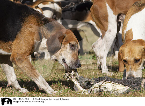 English Foxhounds bei der Jagd / English Foxhounds hunting / JM-04396