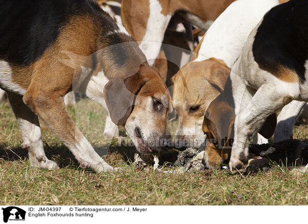 English Foxhounds bei der Jagd / English Foxhounds hunting / JM-04397