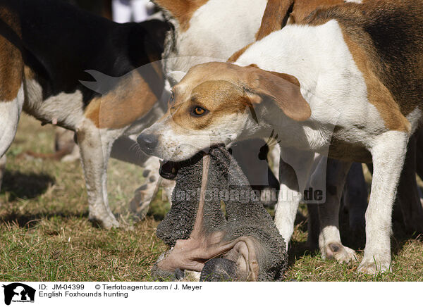 English Foxhounds bei der Jagd / English Foxhounds hunting / JM-04399