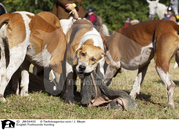 English Foxhounds bei der Jagd / English Foxhounds hunting / JM-04400
