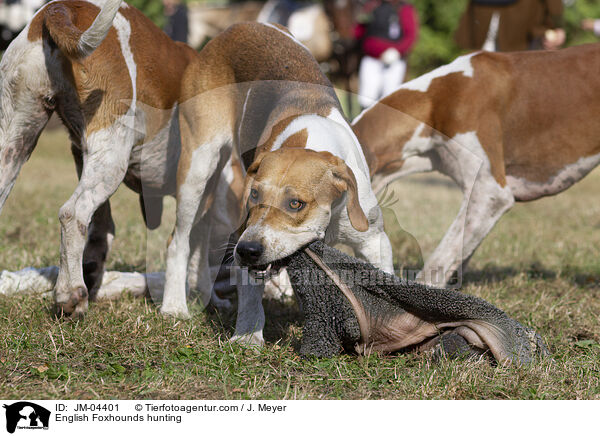 English Foxhounds bei der Jagd / English Foxhounds hunting / JM-04401