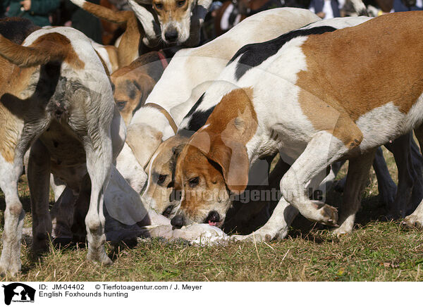 English Foxhounds bei der Jagd / English Foxhounds hunting / JM-04402