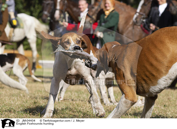 English Foxhounds bei der Jagd / English Foxhounds hunting / JM-04404
