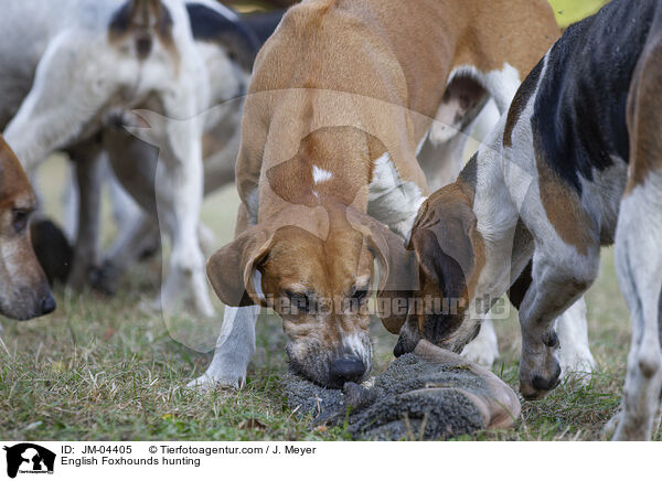 English Foxhounds hunting / JM-04405