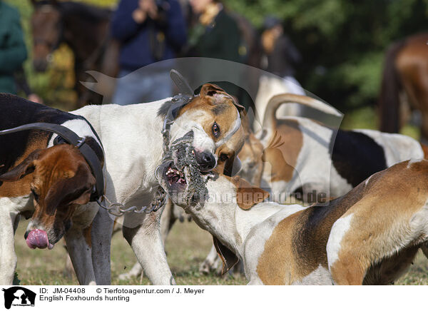English Foxhounds hunting / JM-04408