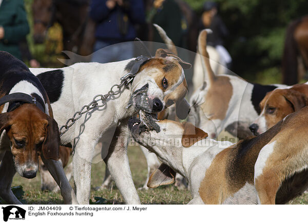 English Foxhounds bei der Jagd / English Foxhounds hunting / JM-04409