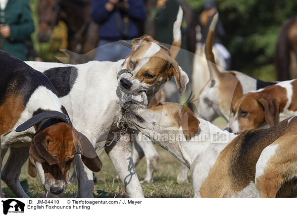 English Foxhounds hunting / JM-04410