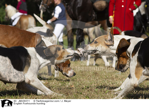 English Foxhounds hunting / JM-04411