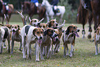 English Foxhounds hunting