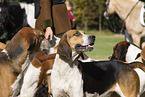 English Foxhounds hunting