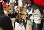 English Foxhounds hunting