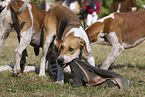 English Foxhounds hunting