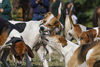 English Foxhounds hunting