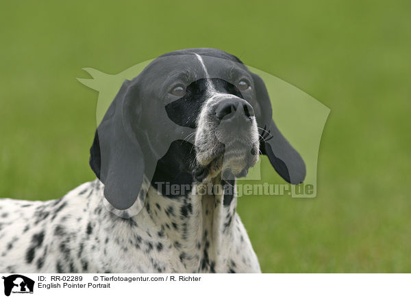 English Pointer Portrait / RR-02289