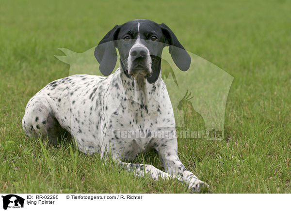 liegender / lying Pointer / RR-02290
