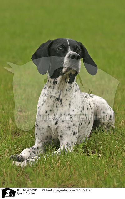 liegender / lying Pointer / RR-02293