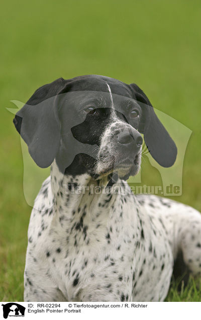 English Pointer Portrait / RR-02294