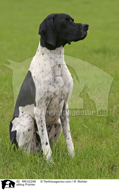 sitzender / sitting Pointer / RR-02296