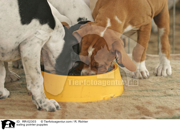 fressende Pointerwelpen / eating pointer puppies / RR-02303