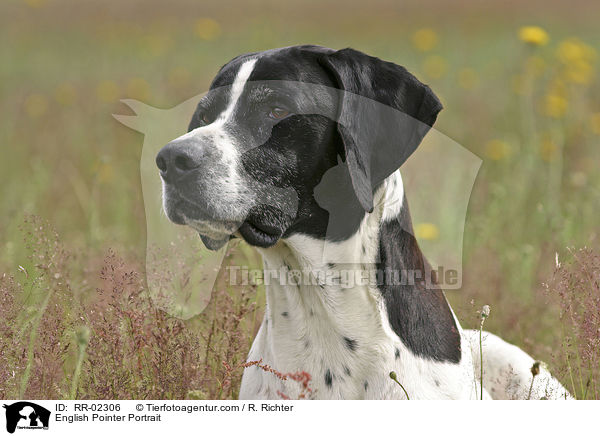 English Pointer Portrait / English Pointer Portrait / RR-02306