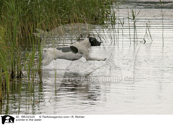 Pointer im Wasser / pointer in the water / RR-02325