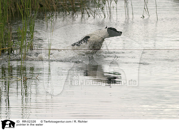 Pointer im Wasser / pointer in the water / RR-02326