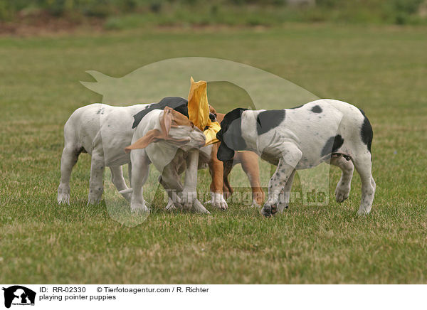 spielende Pointerwelpen / playing pointer puppies / RR-02330