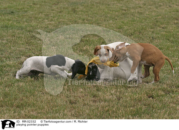 spielende Pointerwelpen / playing pointer puppies / RR-02332