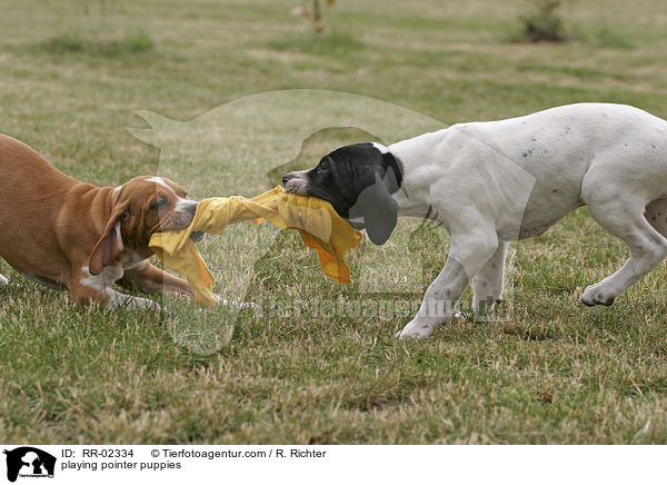 spielende Pointerwelpen / playing pointer puppies / RR-02334