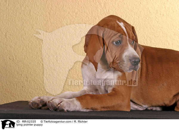 liegender Pointerwelpe / lying pointer puppy / RR-02335