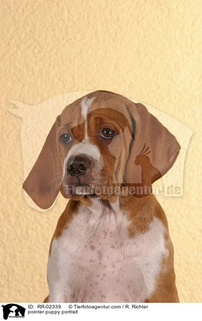 Pointerwelpe Portrait / pointer puppy portrait / RR-02339