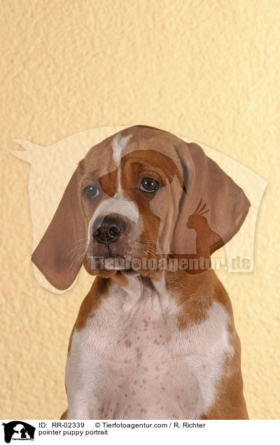 pointer puppy portrait / RR-02339