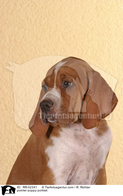 Pointerwelpe Portrait / pointer puppy portrait / RR-02341